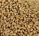 Prairie Gold Wheat 86