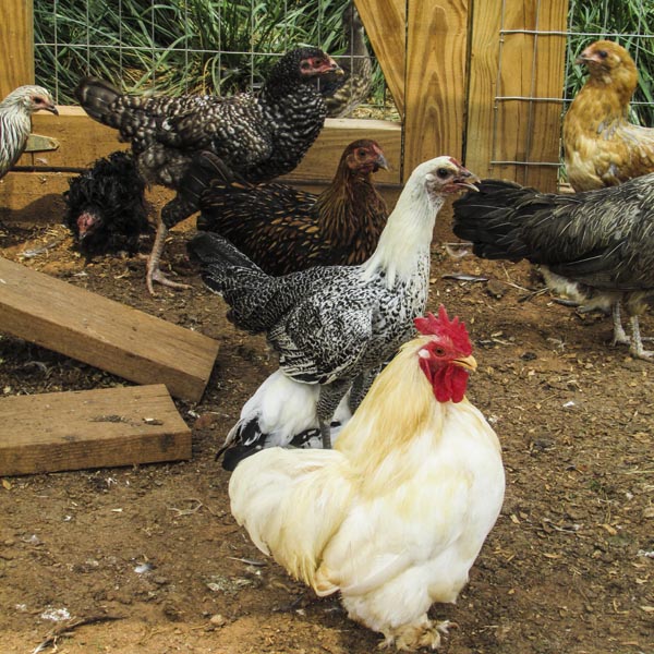 Chickens