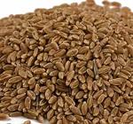 Bronze Chief 50 lb.  Hard Red Spring Wheat , Wheat Montana