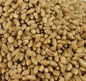 Golden 86 Wheat
