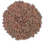 Lentil Beans