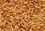 Organic Kamut