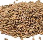 Organic Rye Berries 25#