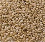Quinoa Grain