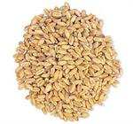 Soft Red Wheat