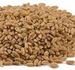 Spelt Grain (Berries)