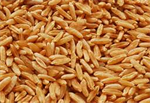 Organic Kamut