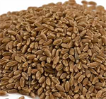 Organic Hard Red Wheat