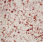 Red Bird Crushed Peppermint Candy
