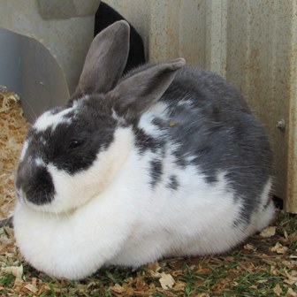 Rabbit